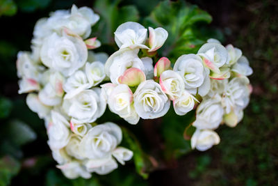 Close-up of white roses