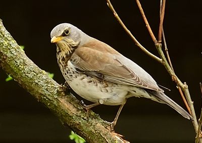 Low angle view of birds perching on tree