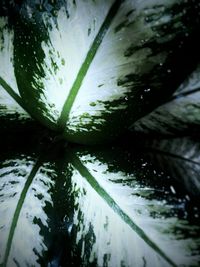 Close-up of wet tree