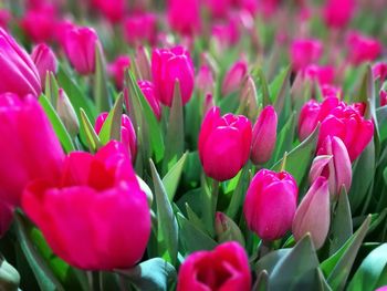 Close-up of pink tulips on field