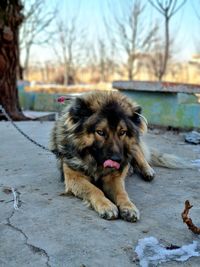 animal
