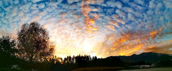 Silhouette trees against sky during sunset
