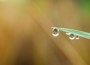 Close-up of water drops on plant