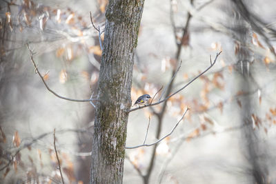 Bird perching on tree branch during winter
