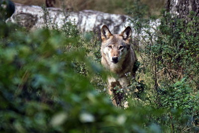 Portrait of lion in forest