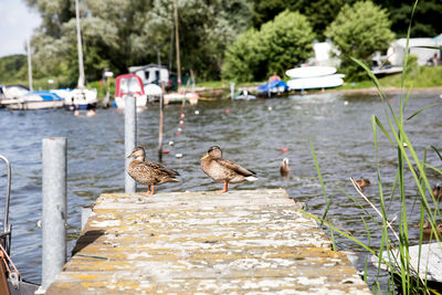 Bird perching on wooden post