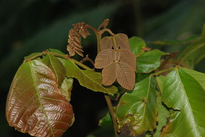 Close-up of leaves