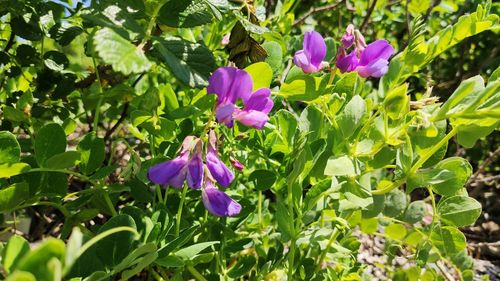 Close-up of purple flowering plants