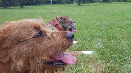 Close-up of dog on field