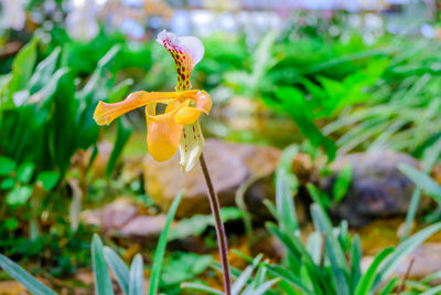 Close-up of yellow flowering plant