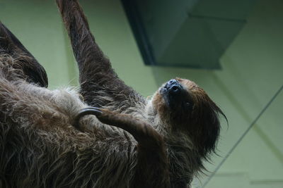 Hanging sloth