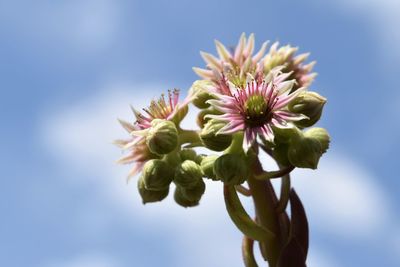 Close-up of flowers blooming against sky