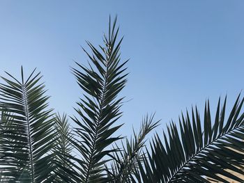 Low angle view of palm trees against clear blue sky