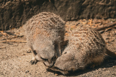 Zoo in Osijek.