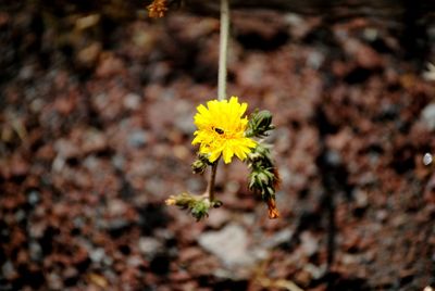 Close-up of yellow flower