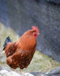 Close-up of rooster