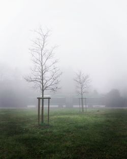 Trees on field against sky