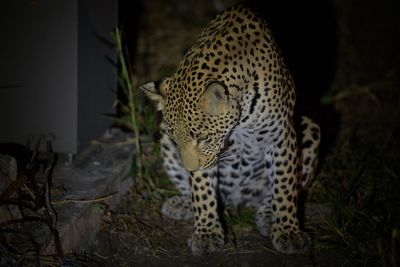 Leopard in the wild at night