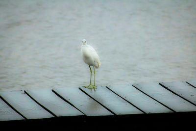 Bird perching on water