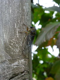 Close-up of insect on tree trunk