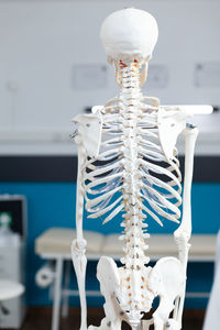 human skeleton