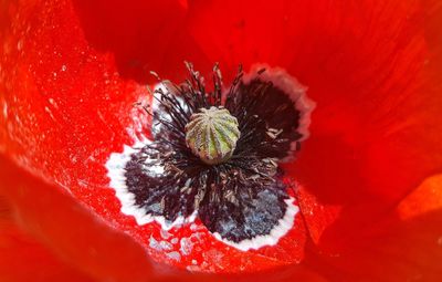 Close-up of red flower