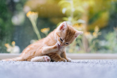 Red cats sitting on yellow chair near window. young ginger kitten play at home. cute funny home pets