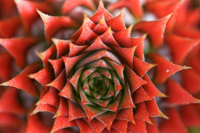 Full frame shot of succulent plant