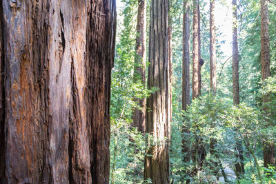 Pine trees in forest