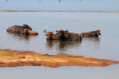 Horses in a lake