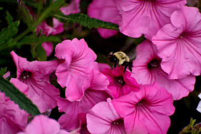 Close-up of bumblebee on pink flowering plants