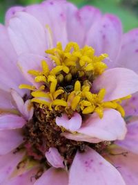 Close-up of honey bee on pink flower