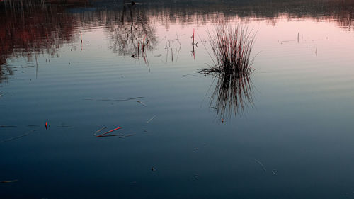 Reflection of plants in lake