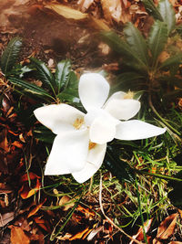 High angle view of white flowering plant on field