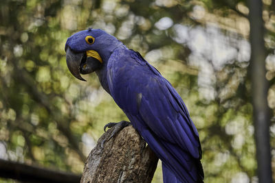 Close-up of bird perching on tree