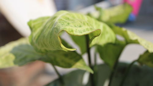 Close-up of fresh green leaf