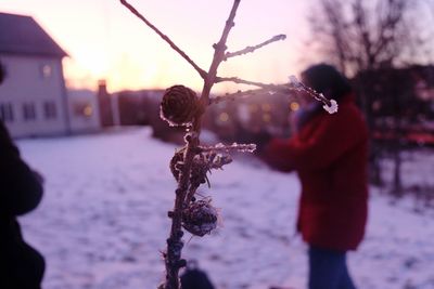 Close-up of bare tree