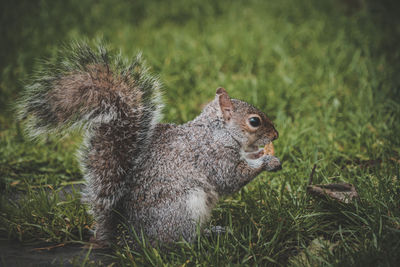 Close-up of squirrel on field