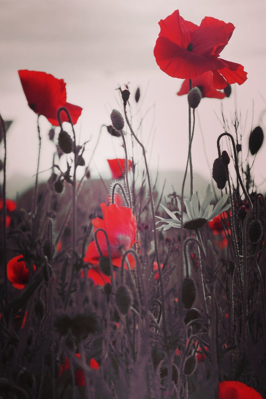 CLOSE-UP OF RED POPPY FLOWERS AGAINST SKY
