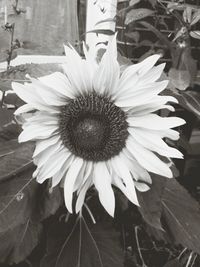 Close-up of flowers