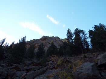 Cactus by trees against sky