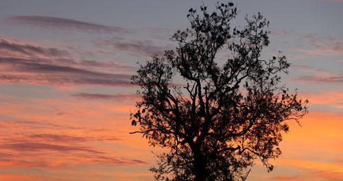 Low angle view of silhouette tree against orange sky