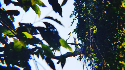 Low angle view of flowers on tree