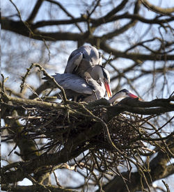 Low angle view of bird perching on tree