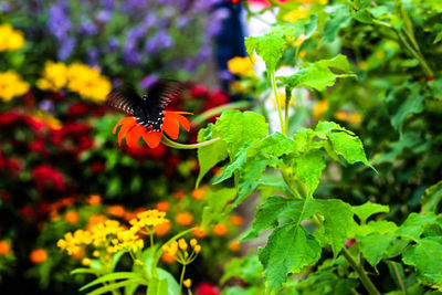 Close-up of butterfly on leaf