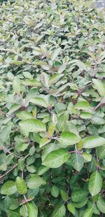 Full frame shot of leaves on field