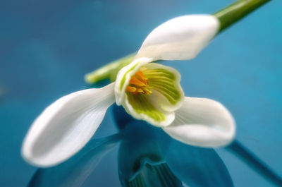 Close-up of white flower