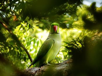 Low angle view of bird perching on tree