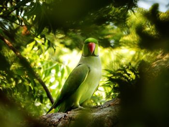 Parrot behind tree branch in natural habitat