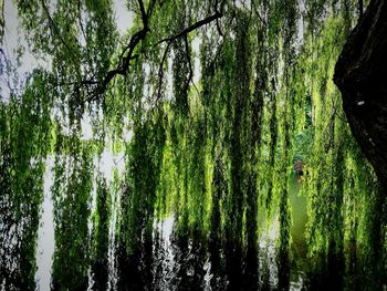 Reflection of trees in water